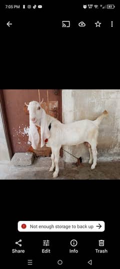 Goat for sale