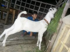 age:9 months nasal:rajanpuri, cross of pure gulabi