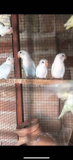 Lovebird