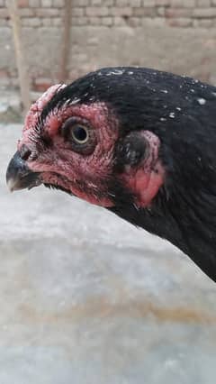 Sindhi