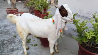 pure gulabi kamori home feed qurbani 2 daant