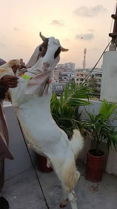 gulabi kamoori nasal khassi bakra