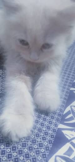 Persian kitten fawn color