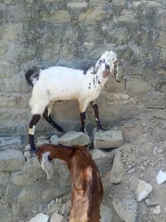 Bakra