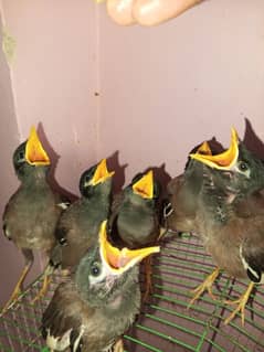 Mayna talking bird khandari mayna Chicks