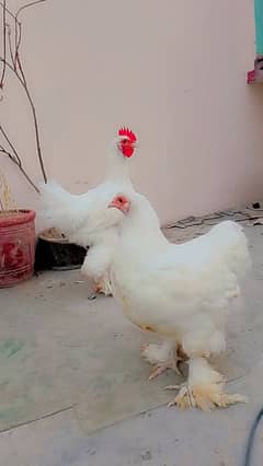 white heavy buff pair