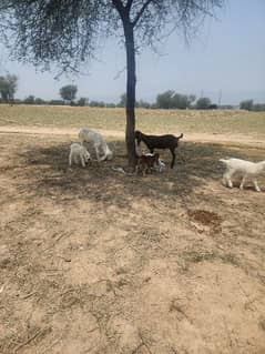 got and sheep