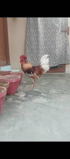 Hen cock (murghia murghy)