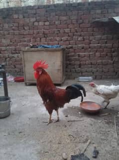 hens