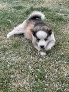 Siberian husky male/ female puppies available for sale