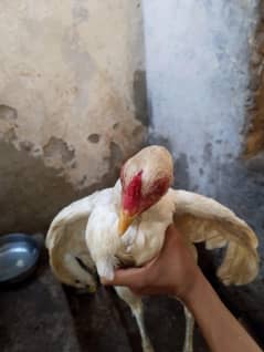 Heera aseel  pair for sale