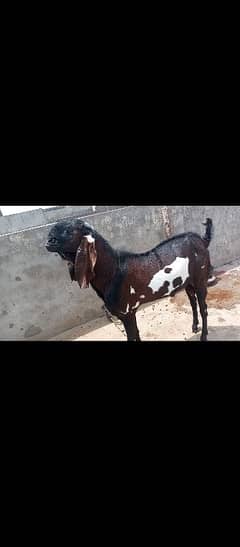 Desi Bakra for sale