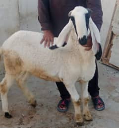 Qurbani 2025