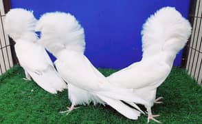 Jacobin chicks available