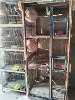 cockatiel