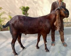 Bakra