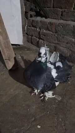 indian