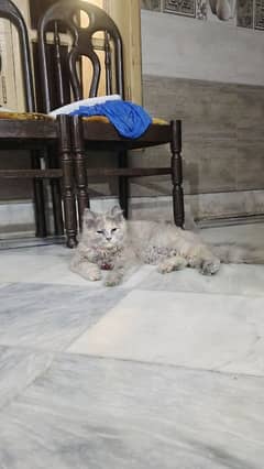 Persian Cat