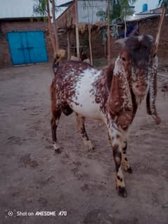 Qurbani Waly bakray for sale