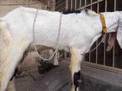 Beautiful desi qurbani Bakra/4 dant