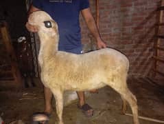 mundri sheep