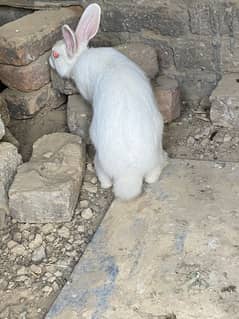 Red eye full white rabbit pair he