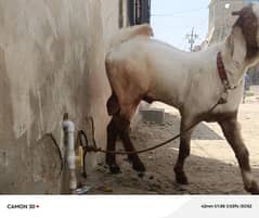 Andu Bakra healthy