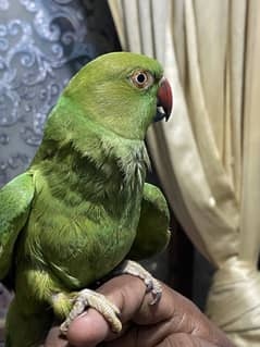 Parrot