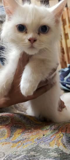 female kitten blue eyes triple coated semi punch for