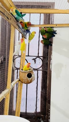 Love birds