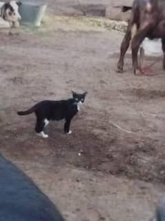 beautiful cat