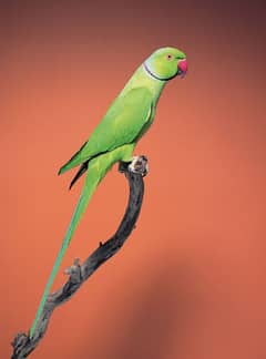Ringneck And Pahari Breeding Setup