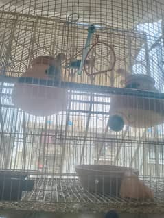 2 pair love birds