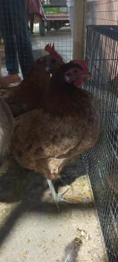 big