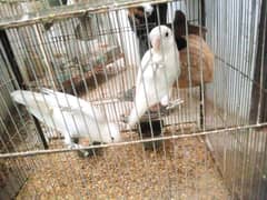 albino black eye