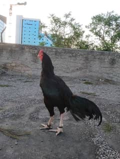 Urgent for sale