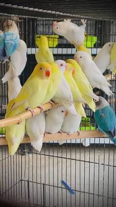 Lovebirds|