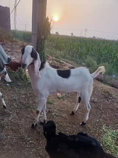 white clouer Bakra for sale
