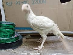 HEERA