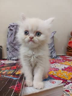gray pair persian and 1 white female persian