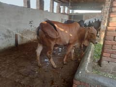 بچھڑی