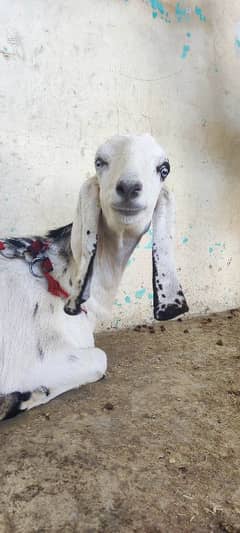 female goat for sale. 1 year and 4months
