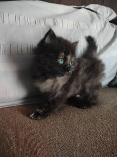 Persian Cat Triple Coated Punch Face Female Kitten  Active and Healthy
