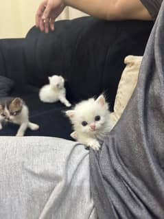 Cute