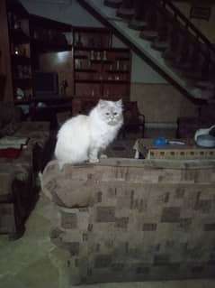 Cocoo
