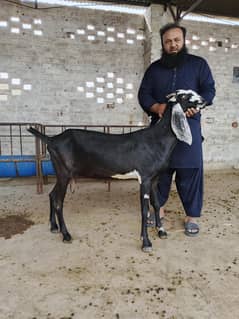 QURBANI