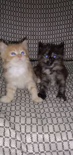 Kitten for sale 45days old both are pure Himalayan breed