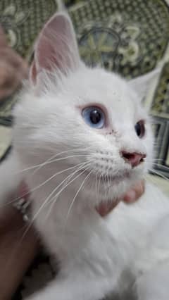 Persian kitten Blue Eyes 3 months Age Trained Female Vaccinated