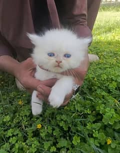 Persian cat long coat, blue eyed