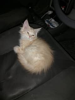 Persian 3 month